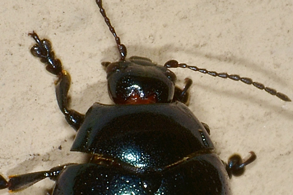 Chrysolina da id.